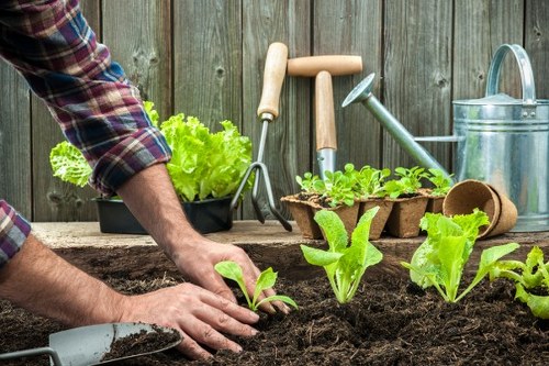The image shows a gardener working in a backyard garden, planting young lettuce and leafy greens into rich, dark soil. The garden is bordered by weathered wooden fencing, with various gardening tools such as a watering can, a trowel, and a garden fork placed nearby on a wooden table or surface. In the background, there are potted plants, including lettuce and other leafy vegetables, along with gardening supplies like seed trays and small pots. The scene is set outdoors on a clear day, with natural light illuminating the vibrant green leaves and the textured soil. This outdoor garden space reflects a well-maintained, productive vegetable patch typical of suburban gardens in Anerley or similar local areas, emphasizing organic growth and hands-on gardening. Gardening Services Anerley may support clients with cultivation and outdoor maintenance in the area, shown through the arrangement of garden tools and fresh produce in the scene.