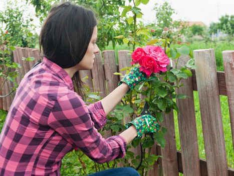 Gardener tending to a suburban Anerley garden