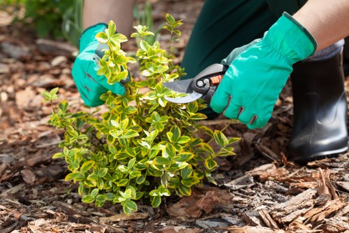 In the outdoor garden area, a person wearing turquoise gardening gloves and black boots is using pruning shears to trim a small, dense shrub with variegated green and yellow leaves. The shrub is situated on a soil bed covered with wood mulch, suggesting ongoing landscaping work. In the background, there are hints of other garden elements, possibly additional plants or garden beds, but these are out of focus. The scene appears to be part of a maintained back garden or landscaped outdoor space, typical of residential properties in Anerley, with natural light indicating a clear day. The detailed focus on the shrub pruning aligns with services like garden maintenance and shrub trimming offered by Gardening Services Anerley, ensuring a neat and healthy garden environment that enhances outdoor aesthetics and promotes plant health.